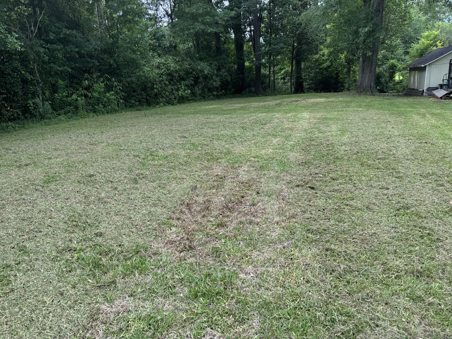 Lawn after service