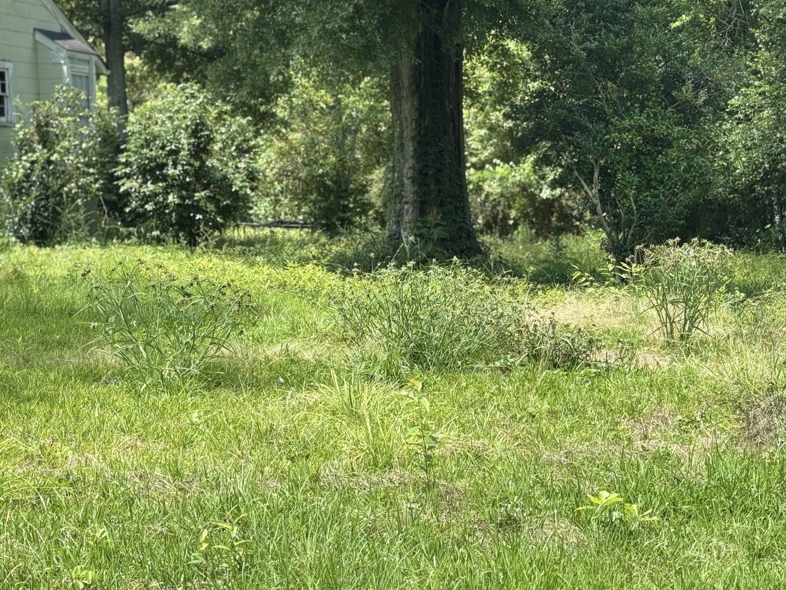 Overgrown lawn before service