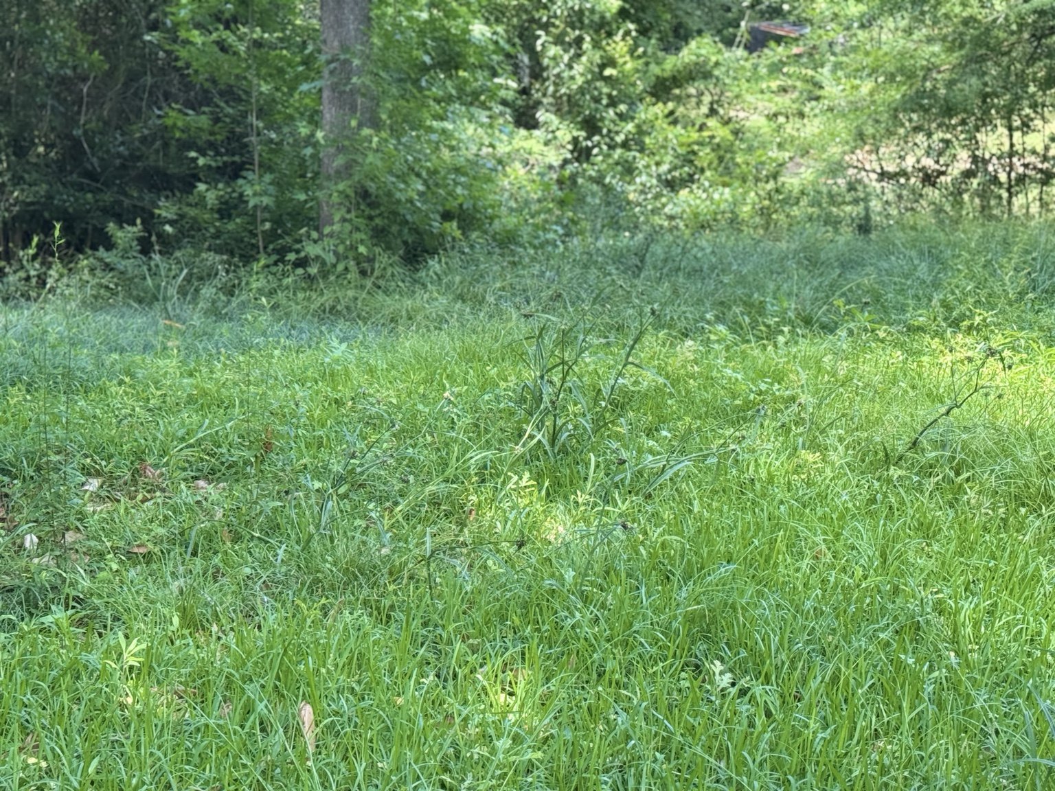 Overgrown lawn before service
